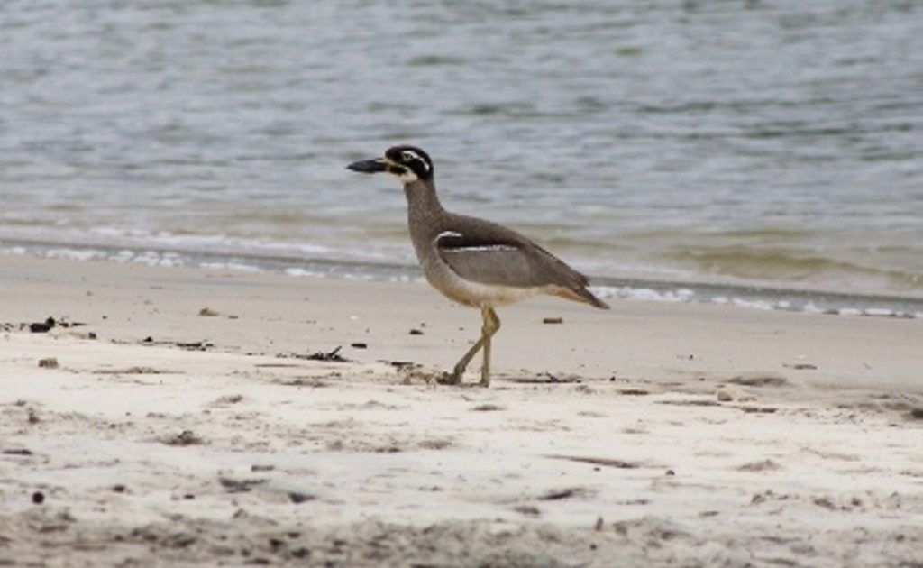 A photographer claims she spotted this rare bird near Cudgen Creek. A photographer claims she spotted this rare bird near Cudgen Creek.